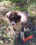 Border Collie - Zonar - kawaler do wzięcia