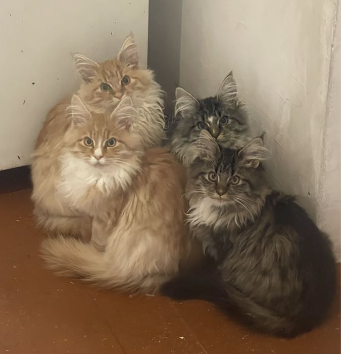 Кошенята мейн кун. Будуть величезні. Maine coon.