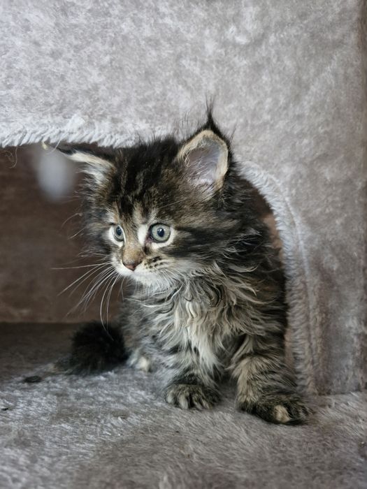 Maine Coon - TORBIE (com LOP)