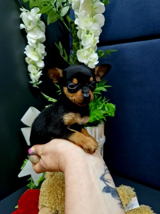 Pinczerek miniaturowy ratlerek sarenka z legowiskiem I wyprawką