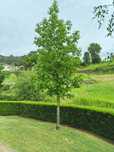 Liquidambar Styraciflua