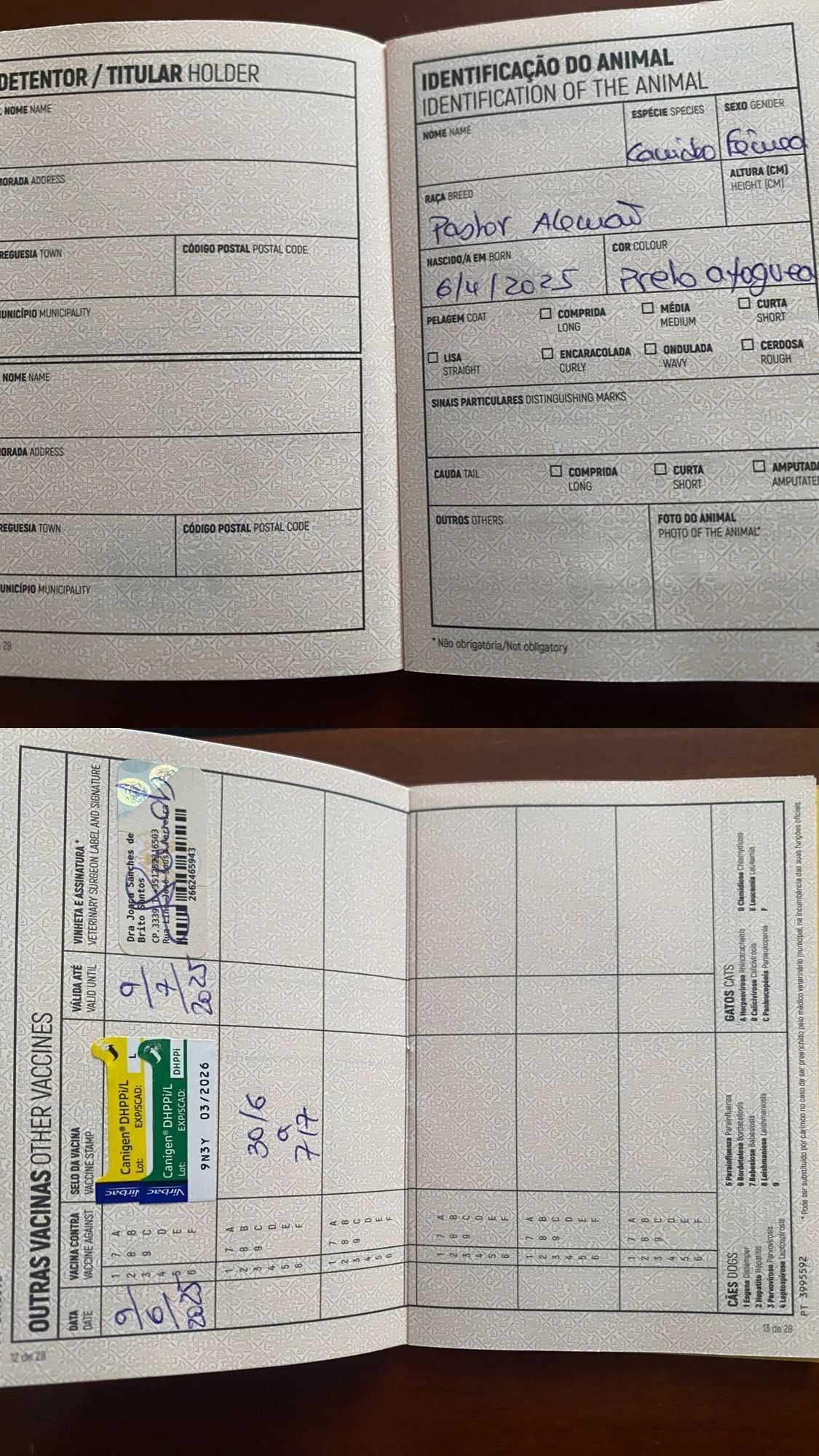 Pastora Alemã 2 meses