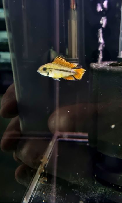 Pielęgniczka kakadu