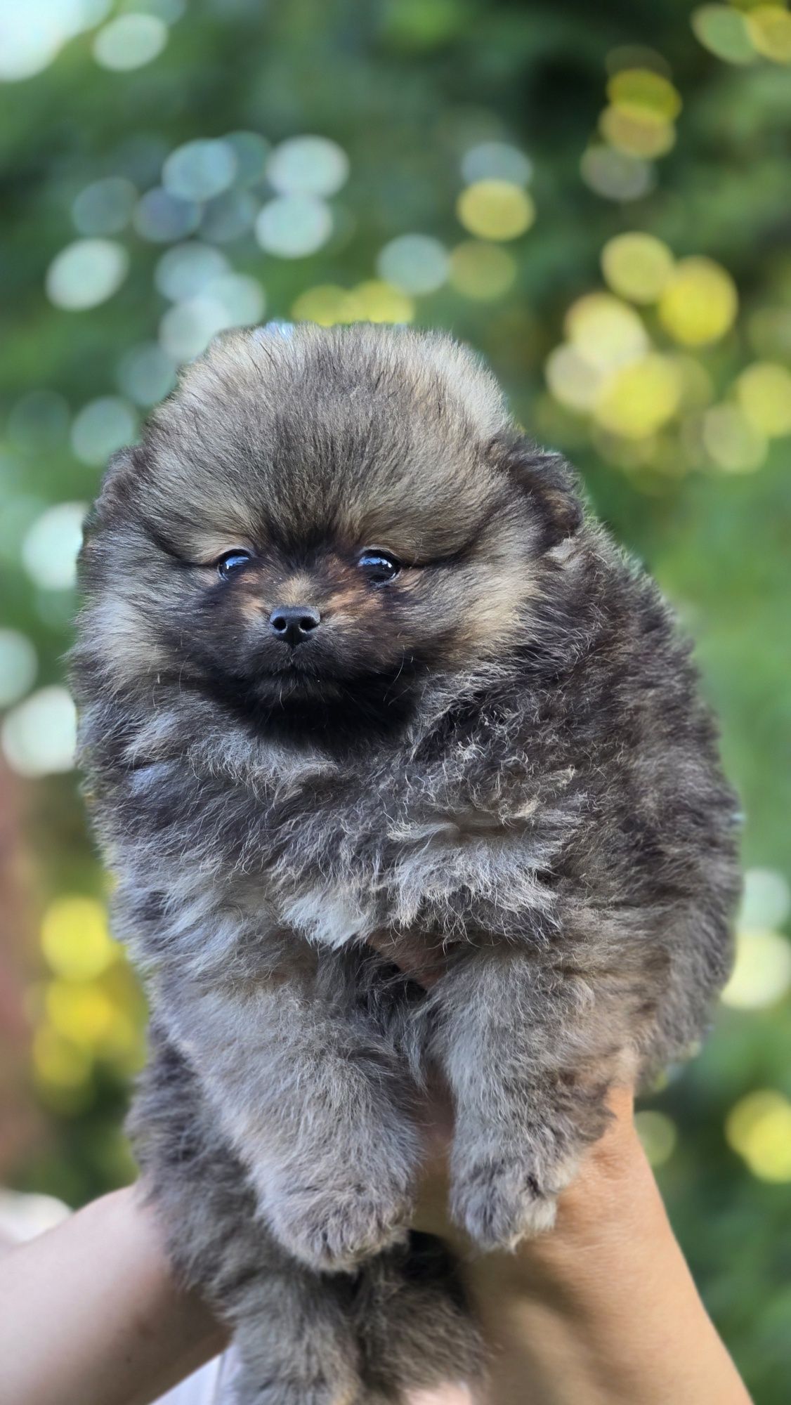 Pomeranian cudowna suczka