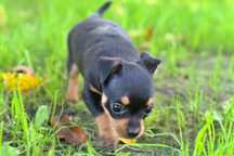 Sunia Pinczer Miniaturowy
