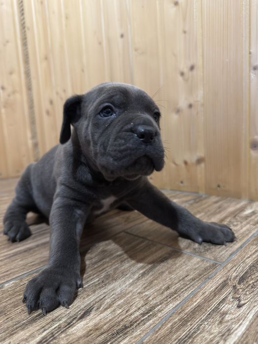 Кане корсо дівчатка