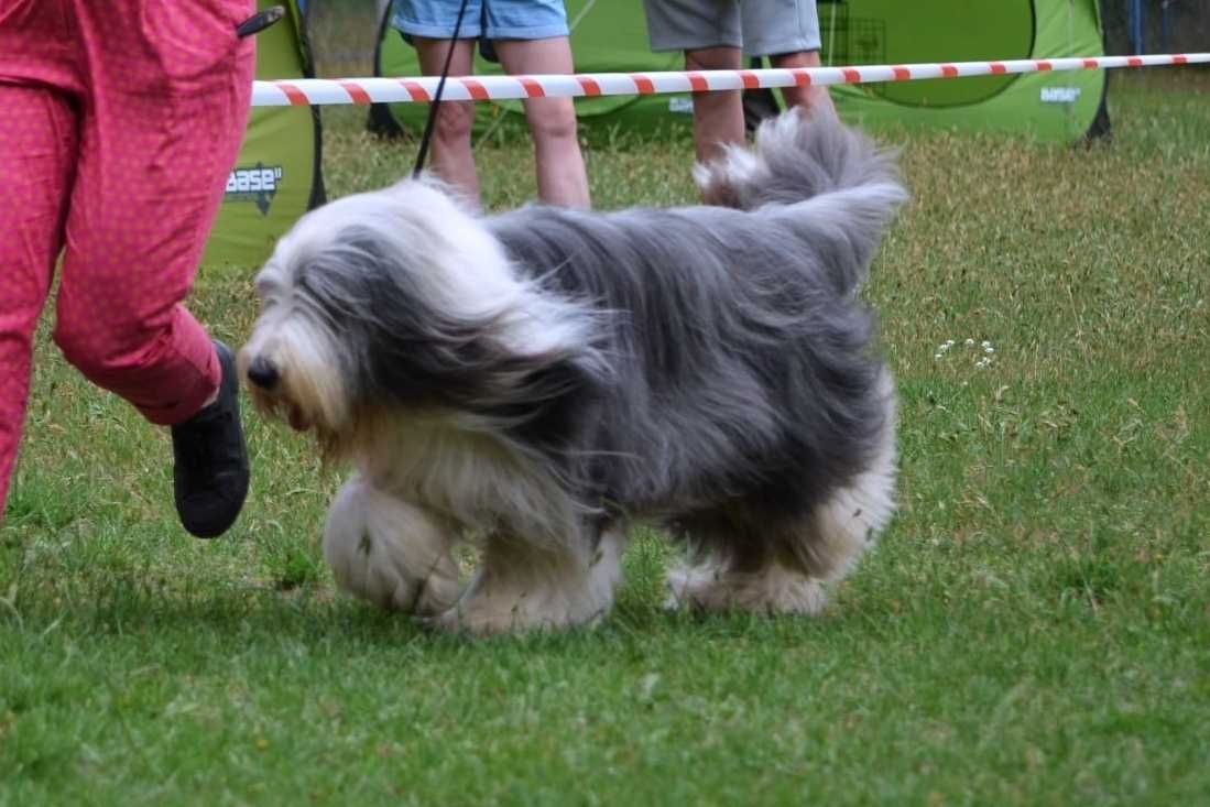 Bearded Collie piesek - rodowód FCI