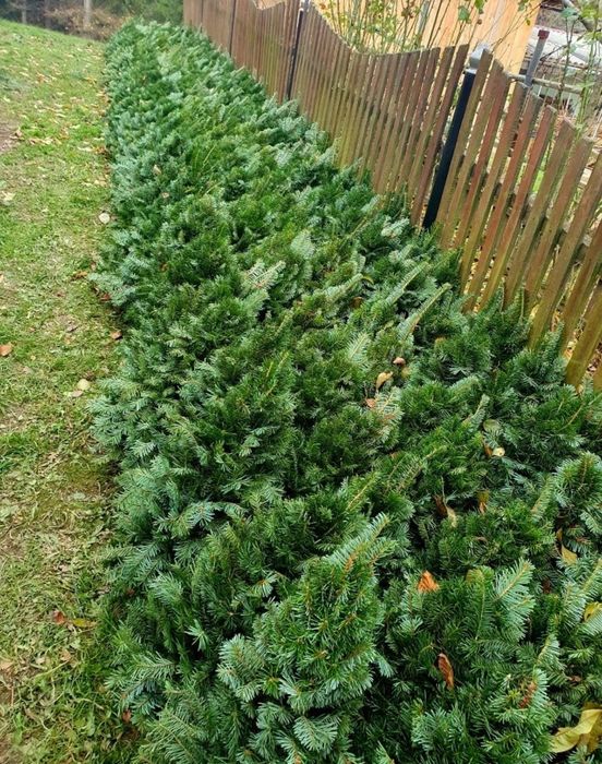 Ялинки (плетені/мотанки)із натуральної гілки