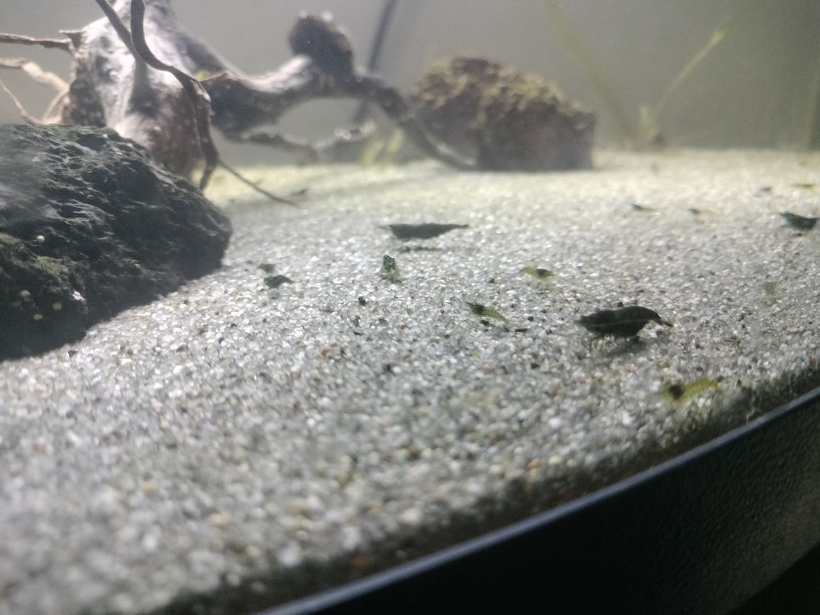 Neocaridina green Jade
