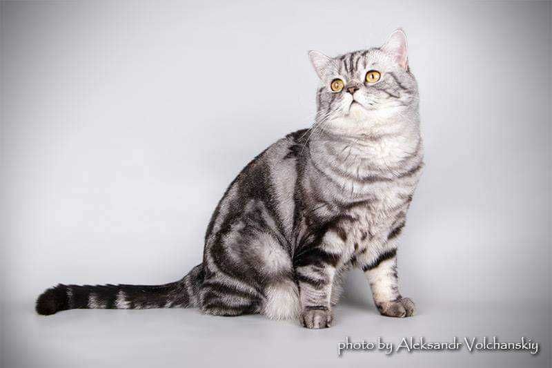 ВЯЗКА:Шотландский прямоухий кот "черный мрамор на серебре" (ns 22).