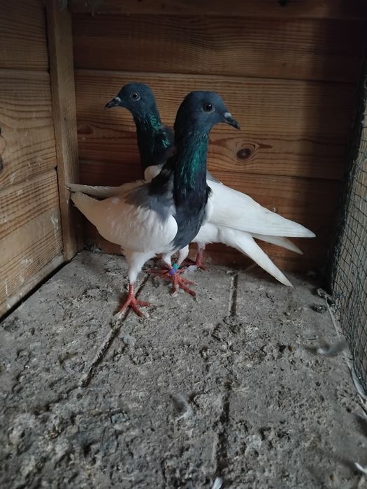 Gołębie ozdobne - murzyny