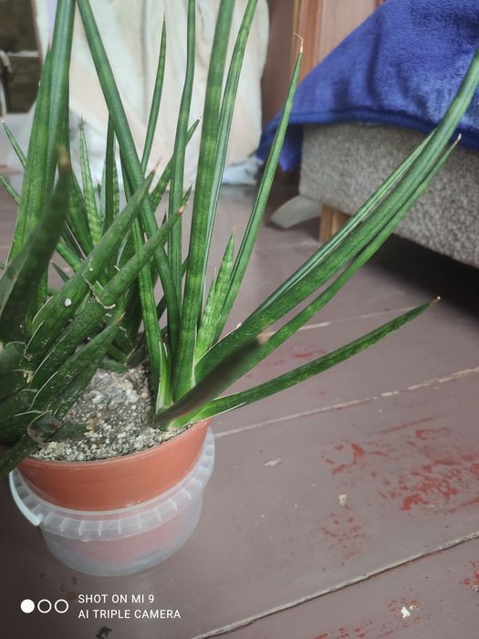 Сансевиерия францизи