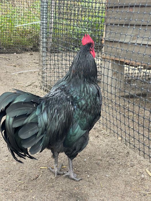 Czarny piękny młody kogut Australorp 22 tygodnie