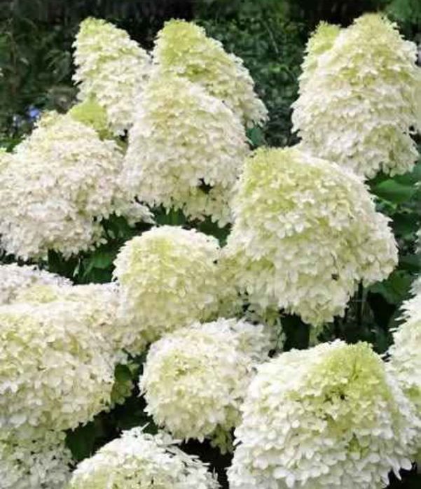 Hortensja bukietowa- Vanile Fraise, Limelight