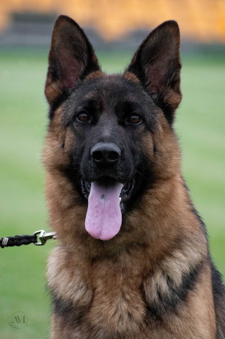 Owczarek Niemiecki suczka szczeniak ZKwP FCI po Zwycięzcy SG1 Słowacji