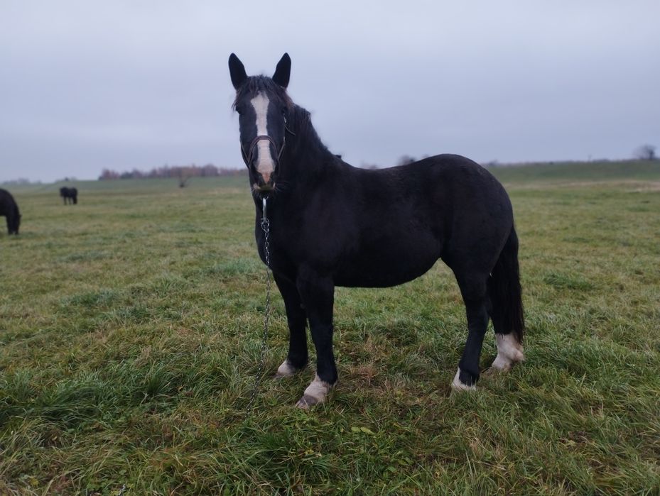 Klacz zimnokrwista sztumska kara malowana
