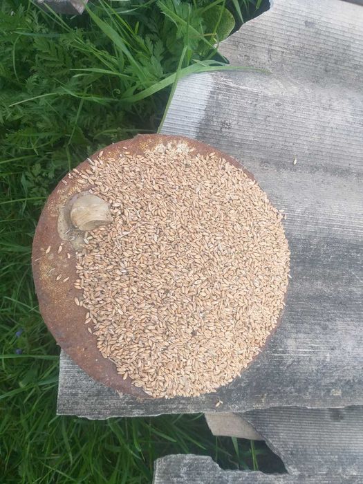 Продам Бочку200л. Металеву і Оценковану