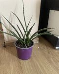 Sansewieria sansevieria różne odmiany 2