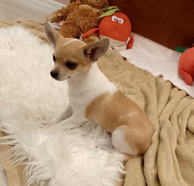 Chihuahua dziewczynka