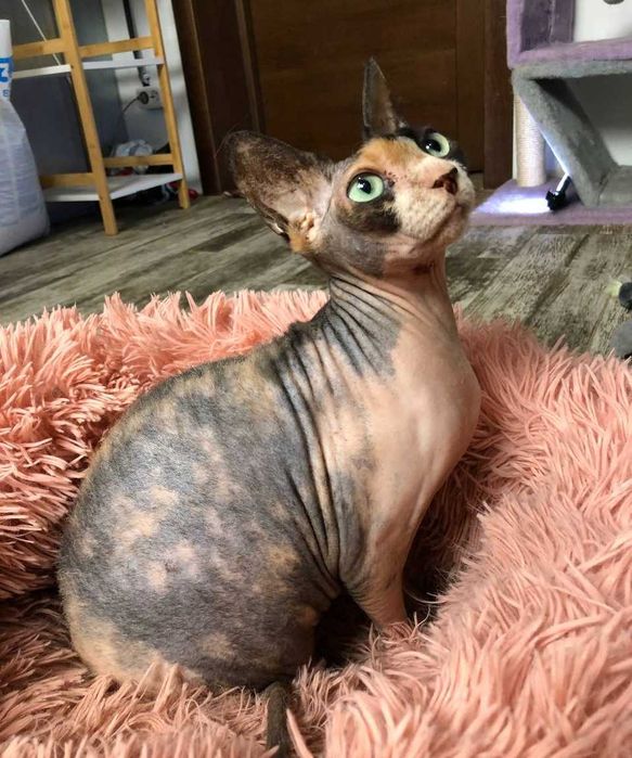 Кошечка редкой КРАСОТЫ, породы Сфинкс, по кличке Стеша (ей 4 годика)