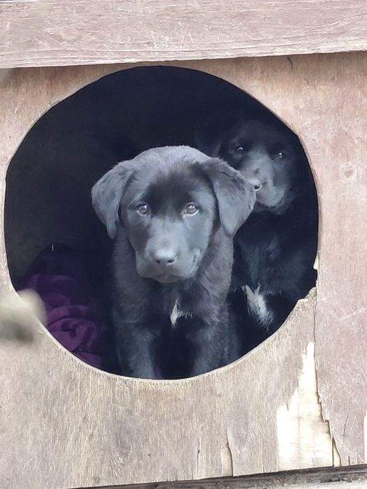 3 szczeniaki do oddania