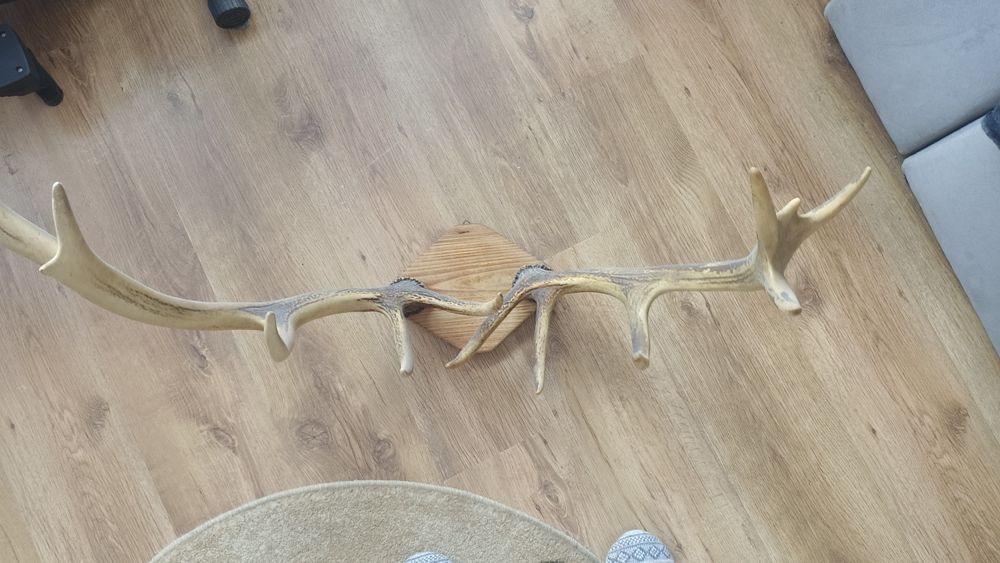 Poroże jelenia-oryginalne