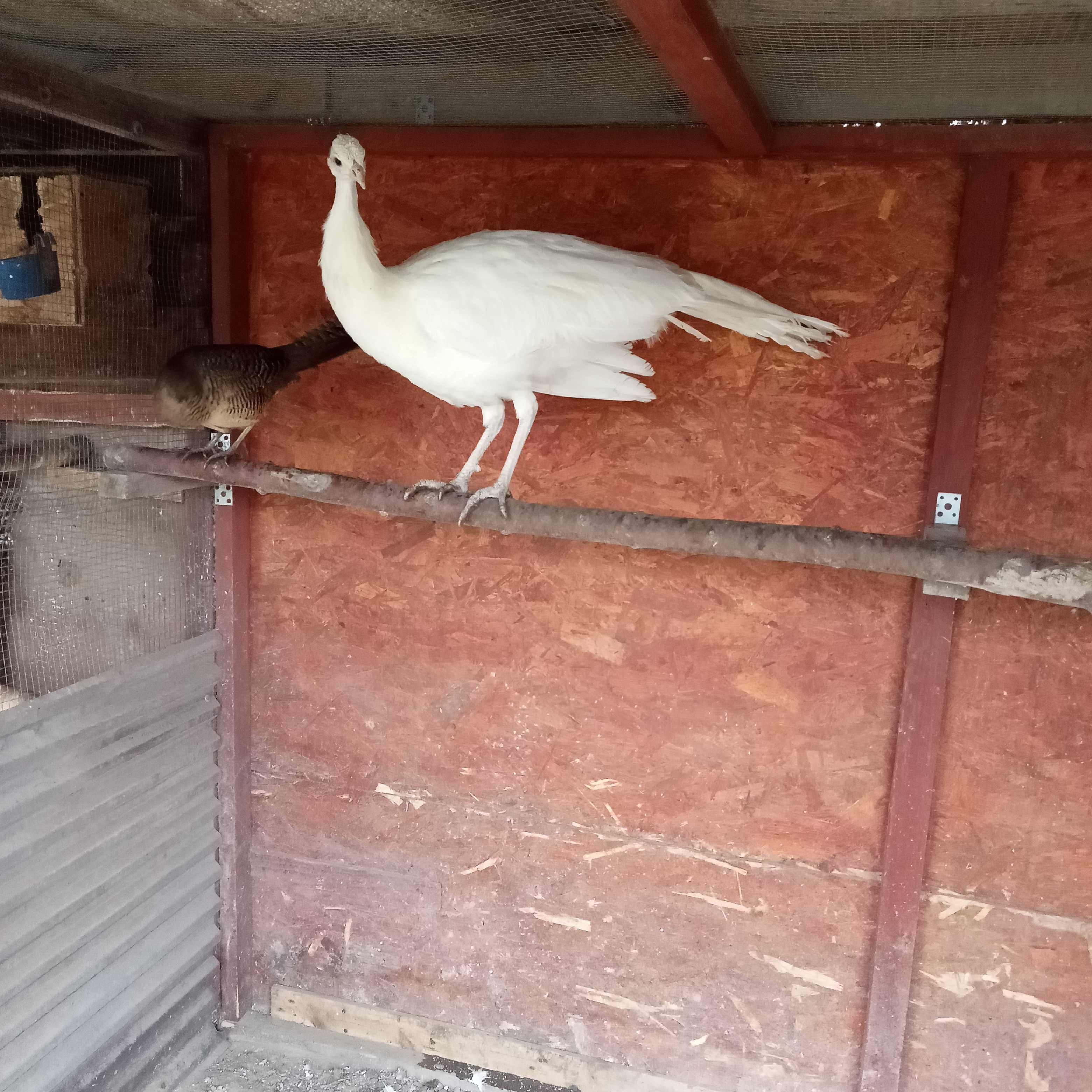 Młode pawie niebieskie i bialy.