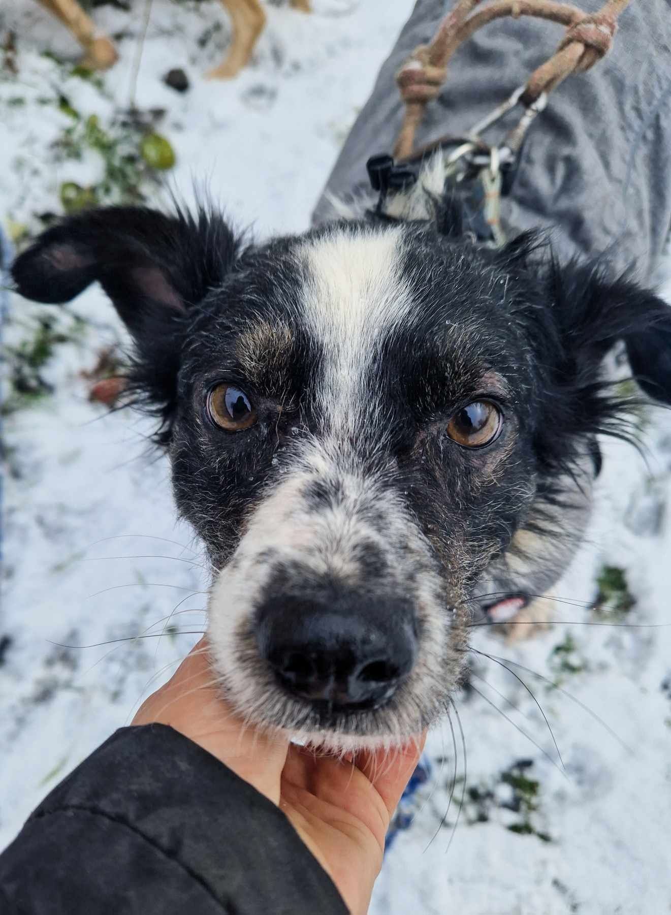 Pikuś do adopcji Schronisko Sokołów