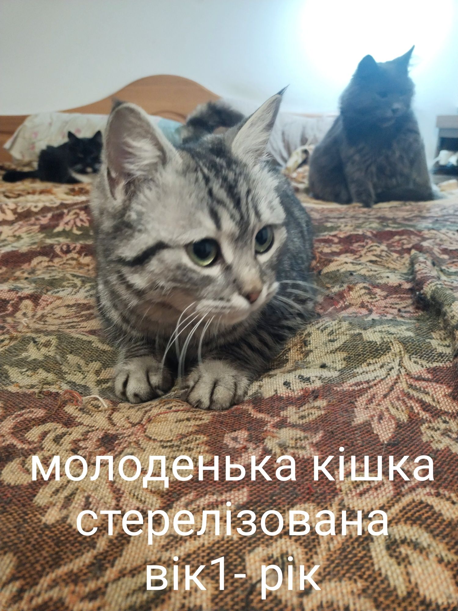 Стерелізовані, в хороші руки