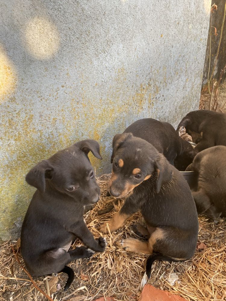 Cachorros para adoção
