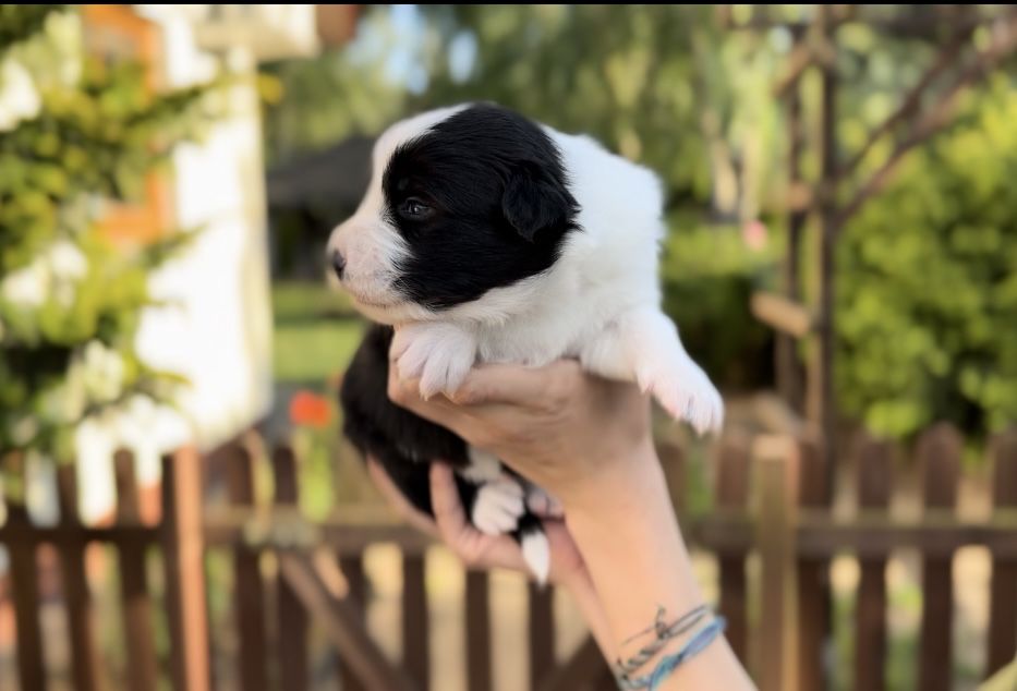 Border collie piesek czarno-biały