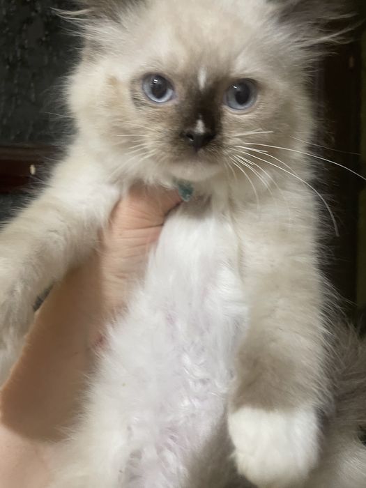 Koteczka Ragdoll Ragdolle cudna seal mitted