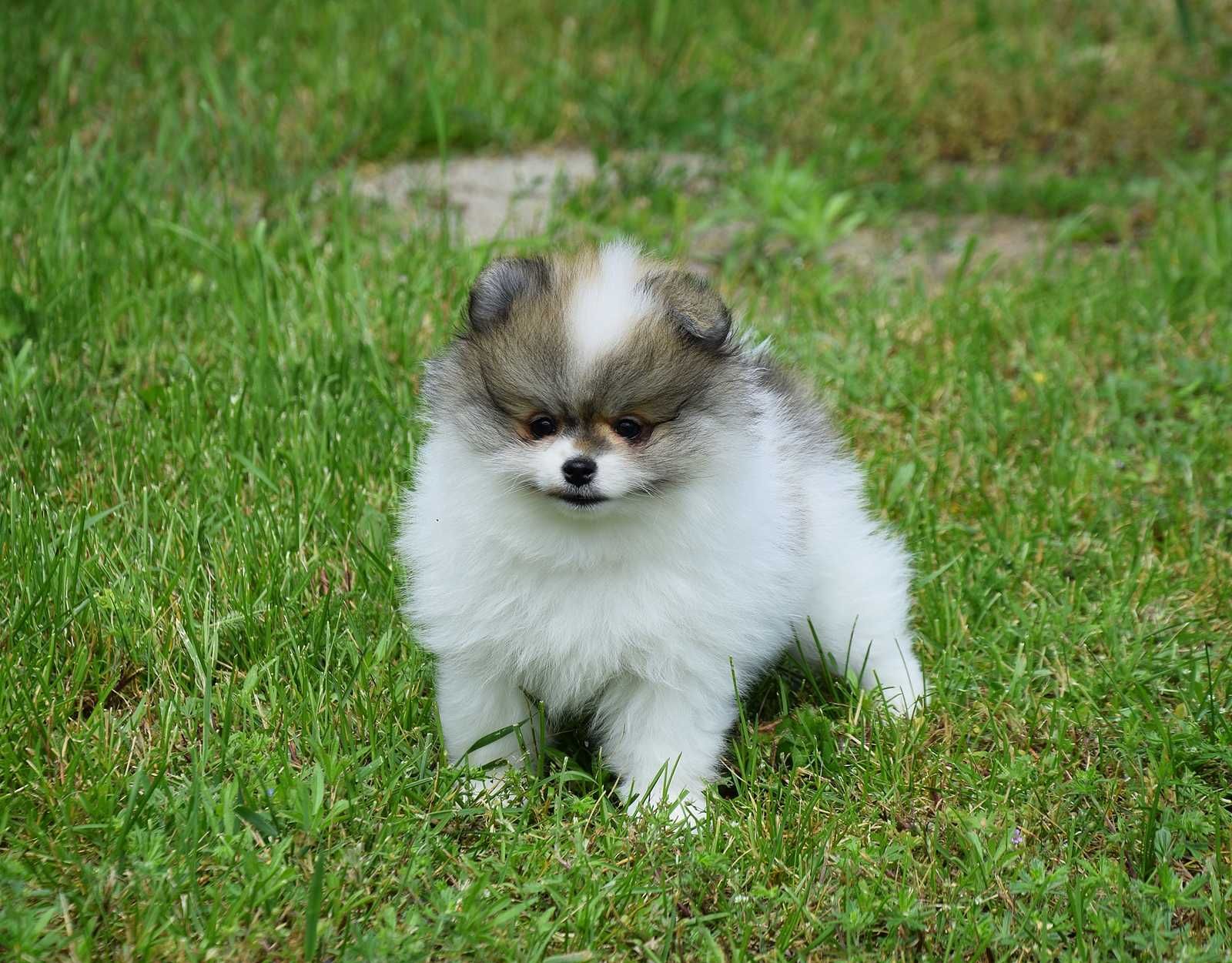 Nefryt - piesek Pomeranian parti color