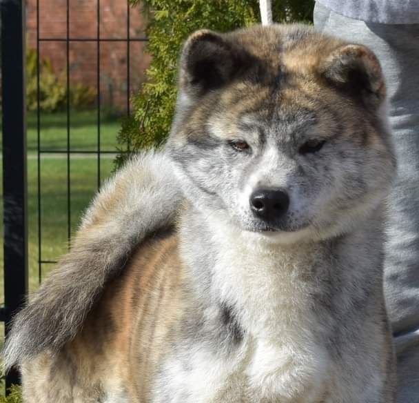 Zapowiedź miotu Akita Inu ZKwP/FCI