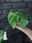 Monstera Variegata #1