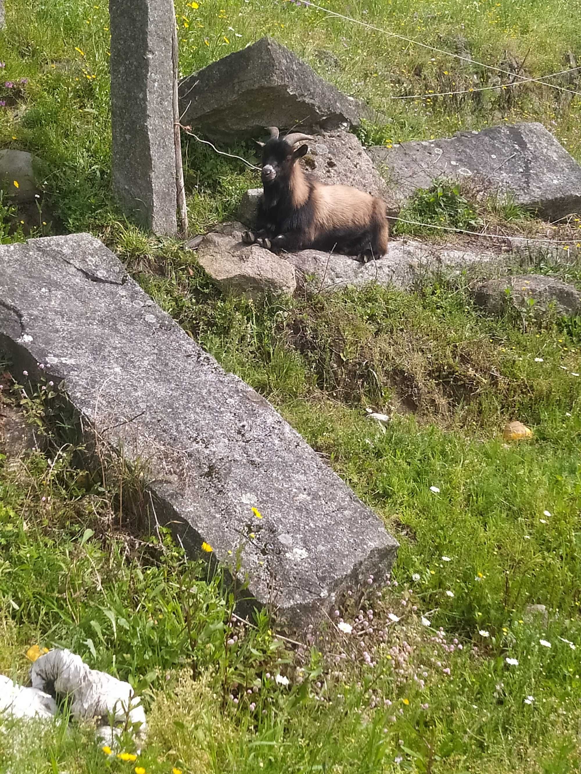 Cabrito anão com cerca de um ano