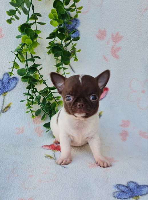 Estupendo mini mini Chiuaua/ Chihuahua, linhagem russa de Qualidade