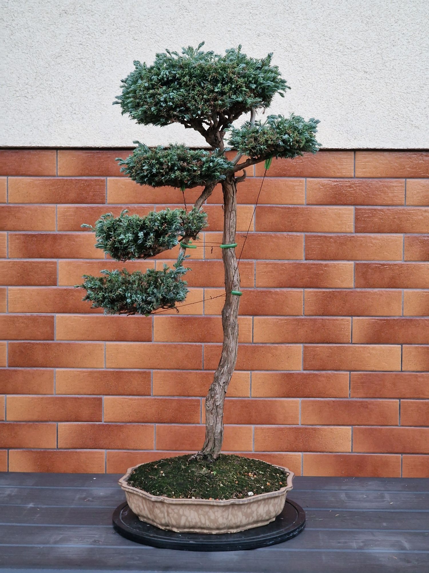 Promocja!!! Bonsai sztukateria miniaturyzacji drzew i krzewów