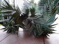 Aloes Pstry Tygrysi Aloe Variagata Kaktus