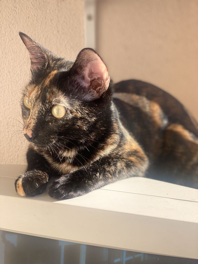 Gata esterilizada para adoção