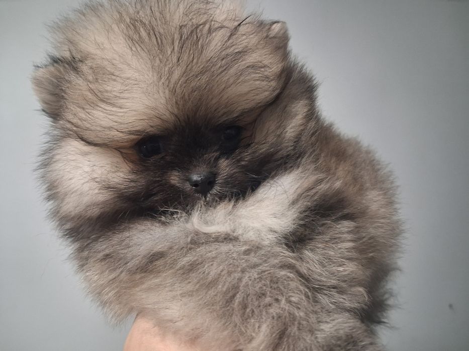 Szpic miniaturowy pomeranian malenki