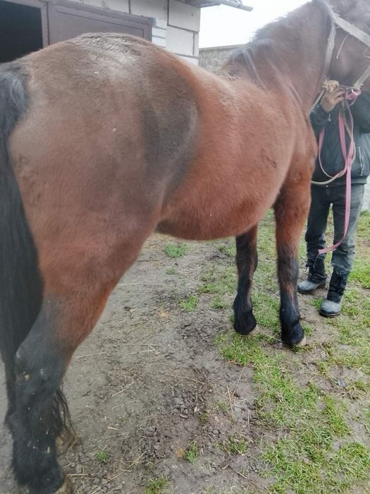 Продам кобилу 6 років