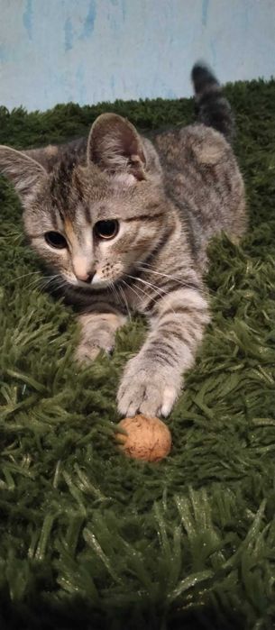 Кошеня в добрі руки