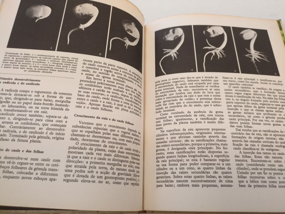 O Mundo das Plantas de Henri Rousseau
