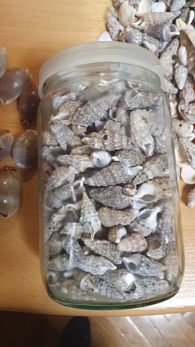 ракушка привезенные из Греции