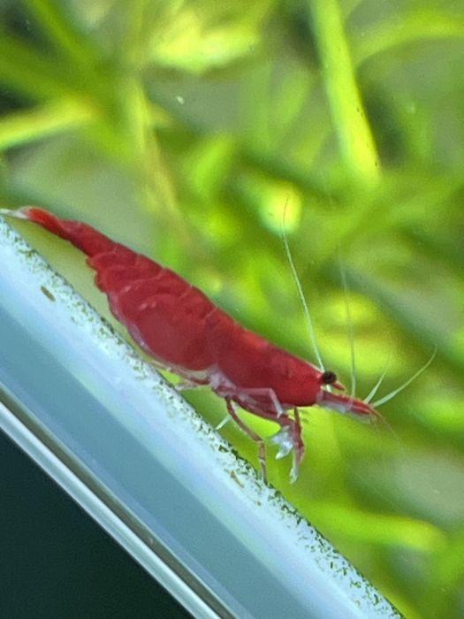 Krewetki Bloody Mary