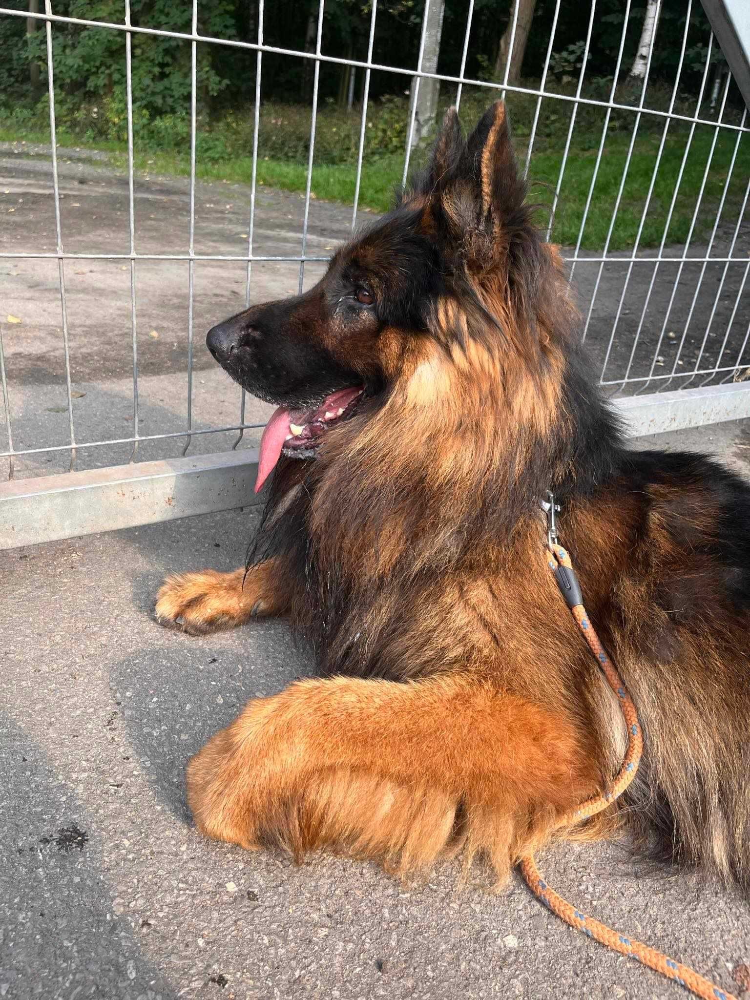 Piękny owczarek Gor poleca się do adopcji