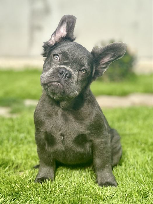 Флаффи! Голубая девочка!