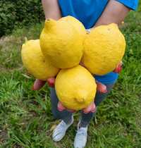 Venda de limão biológico