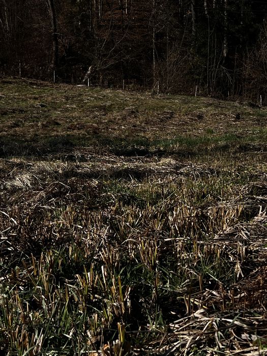 25 сотиків землі в центрі село Яворів, Івано Франківська обл.